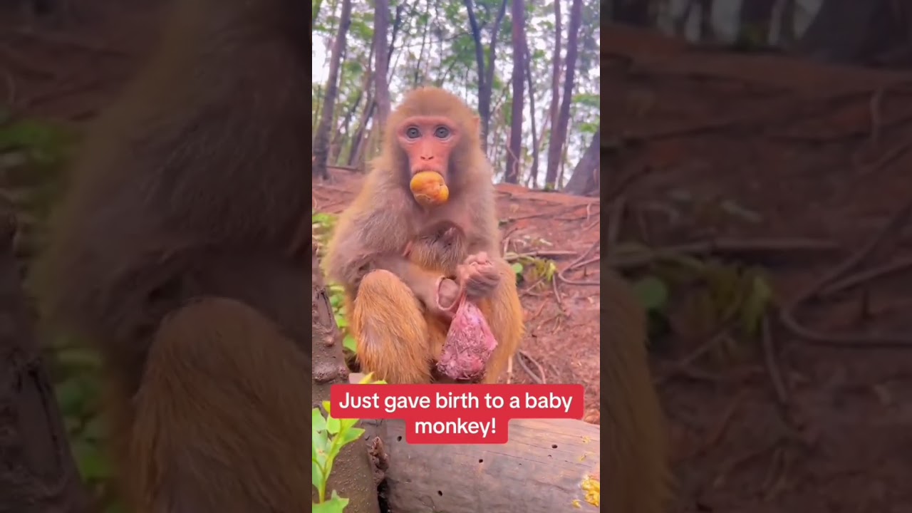 Just give birth to a baby Monkey |  #shorts #viral #money