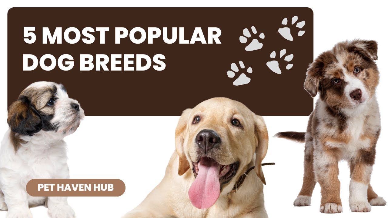 Top 5 American Dog Breeds