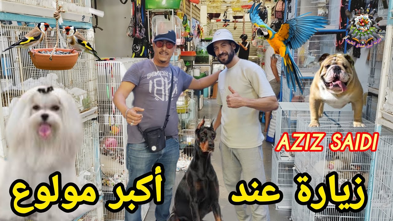 يوم كامل في سوق الحيوانات (طنجة درادب عشابة) أضخم جناة محبي الكلاب والقطط والزواحف الببغاء المتكلم 🔝