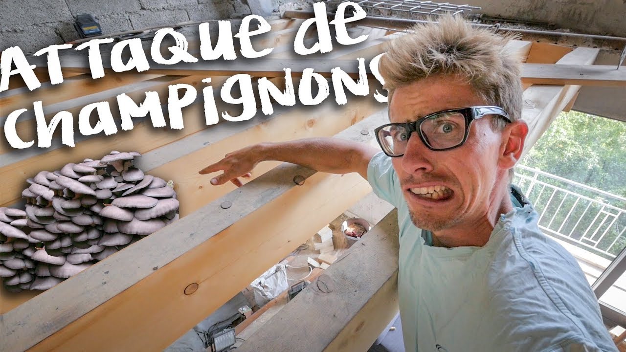 ATTAQUE DE CHAMPIGNONS  - Passion R&eacute;novation Ep16 - construction maison travaux DIY