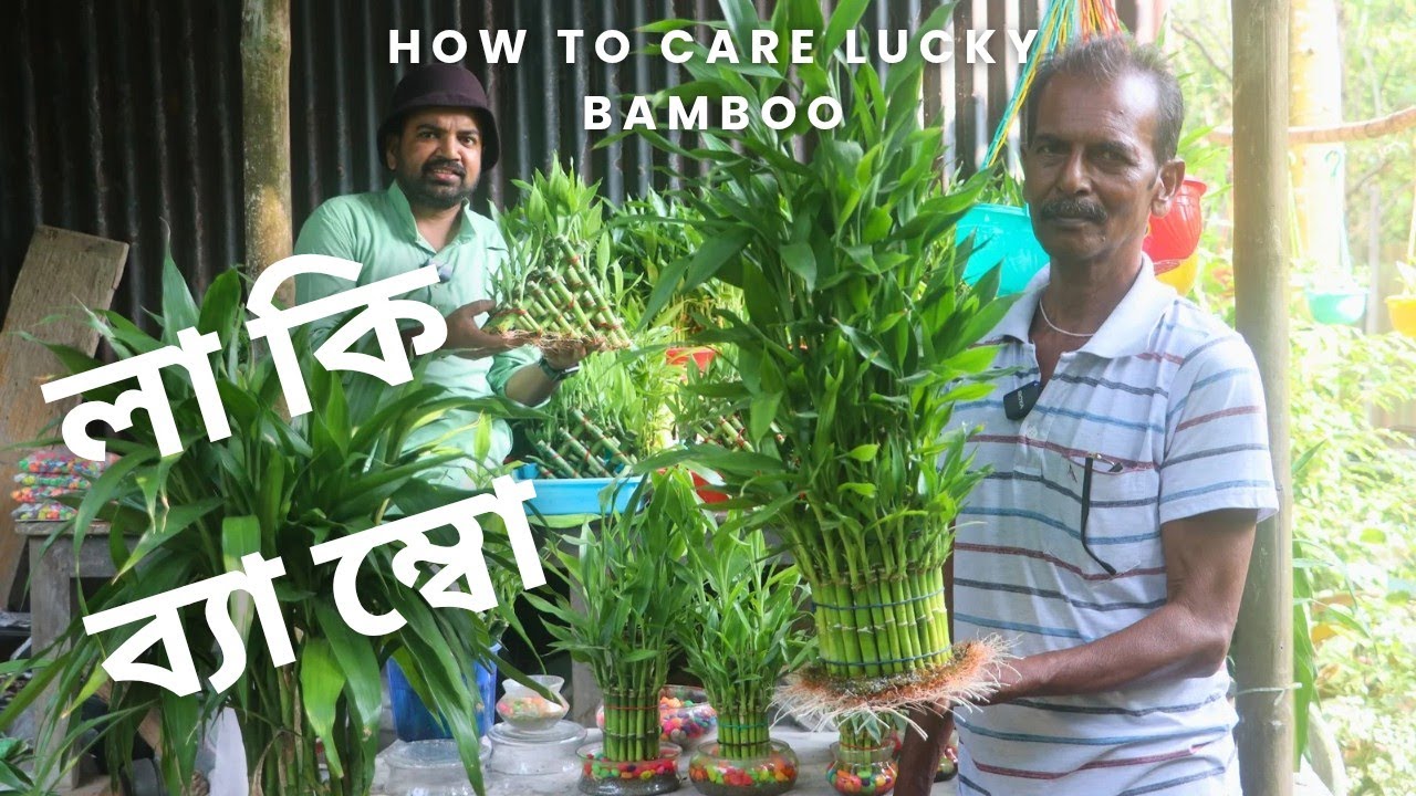 লাকি ব্যাম্বো গাছের যত্ন কিভাবে নেবেন II How to care lucky bamboo
