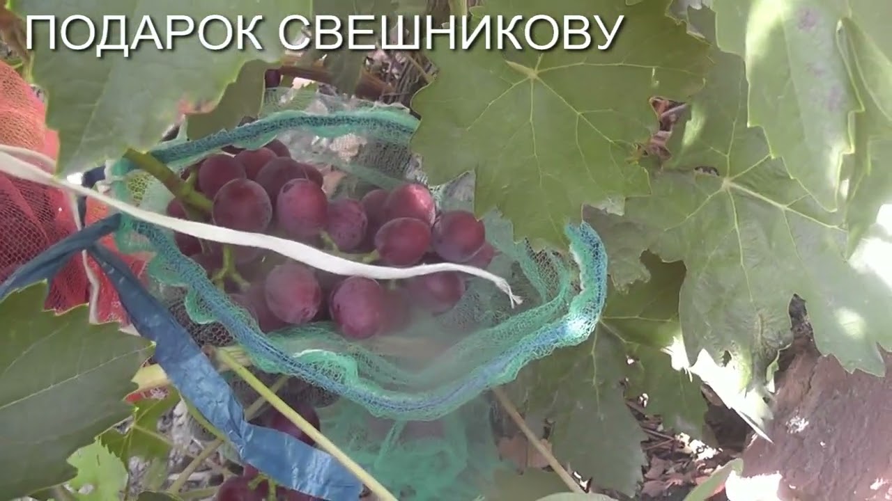 25 г.Хелена,Пестрый,Подарок Свешникову,Катюша,Гусар, Кудесник,Сюзанна.