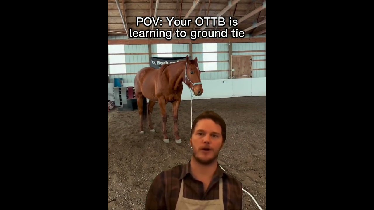 OTTB Учимся привязывать лошадь к земле #лошадь #ottb