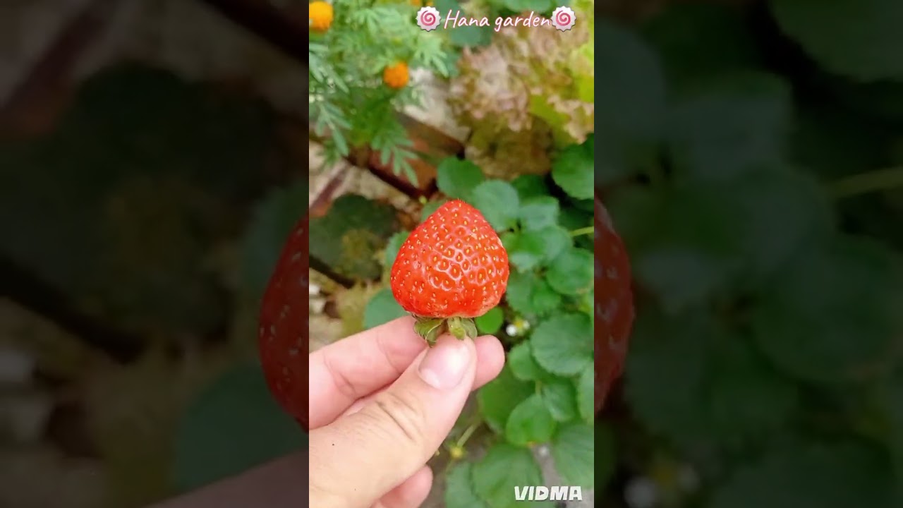 🍓👉Cách trồng, cách chăm cùng mẹo hay chăm dâu tây🌱🍓_Phần3#dâutây#strawberry#meohaychămcây#hanagarden