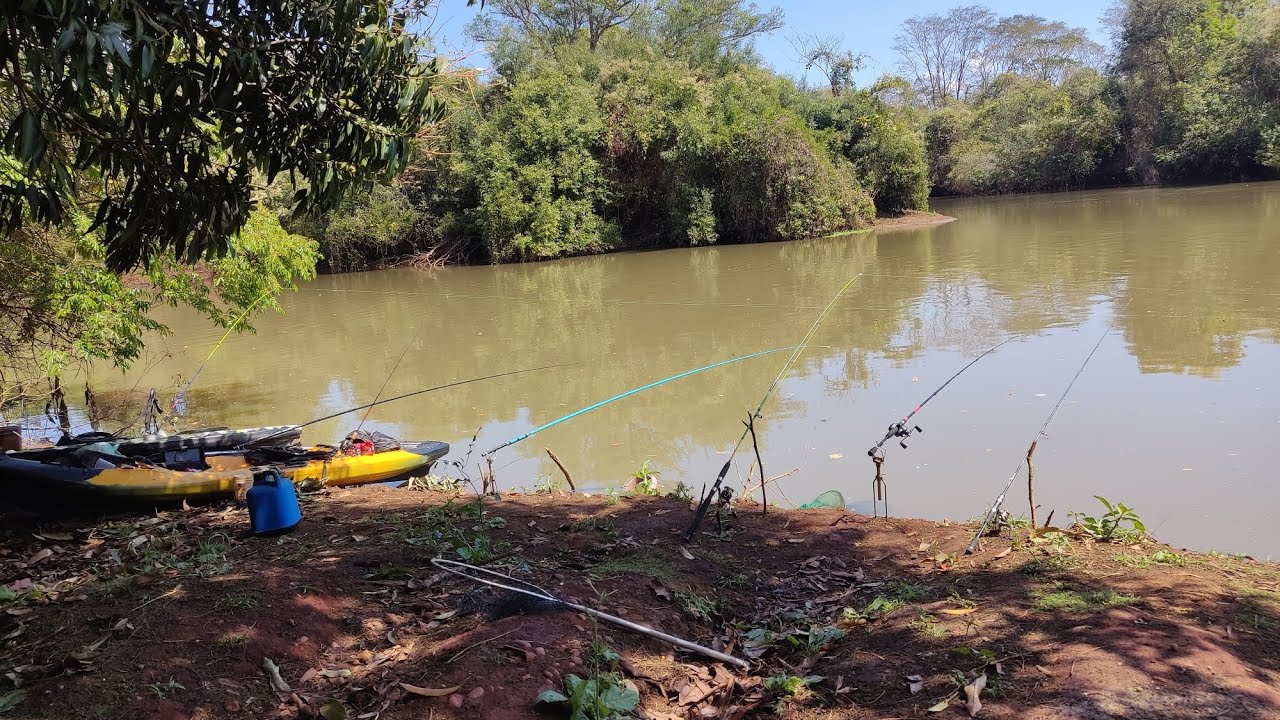 Pescaria de Pacu no Rio Turvo eles encostaram na ceva gigantes não dava nem pra segurar 