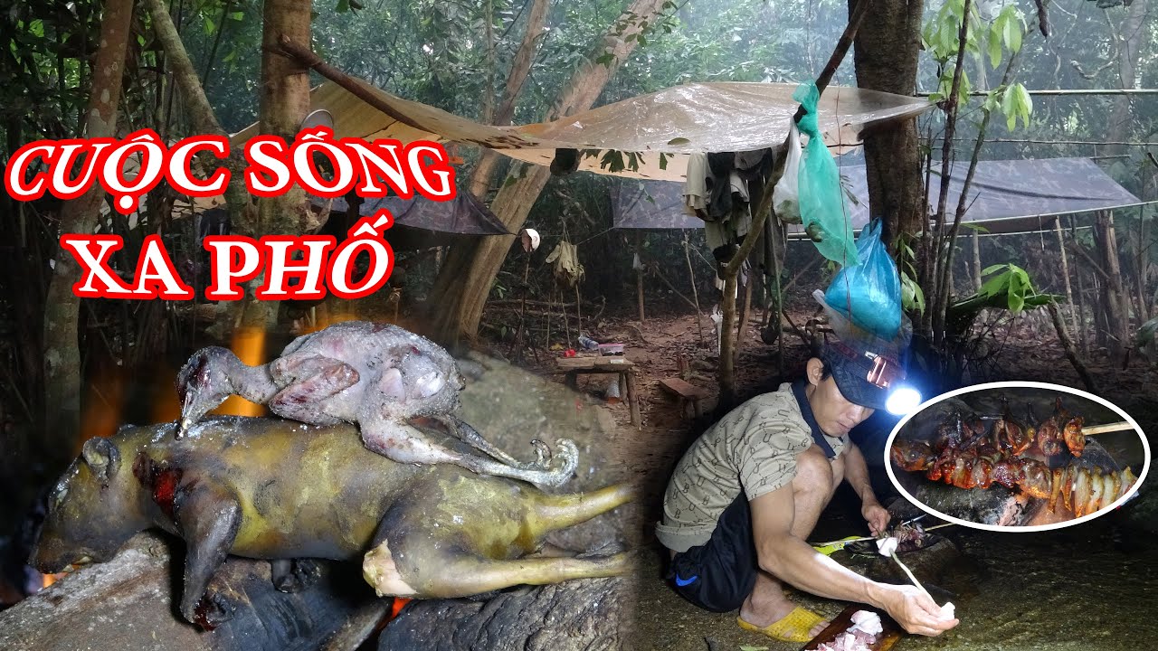 VÀO RỪNG KIẾM ĂN, ĐÁNH BẪY, SĂN BẮT, NGỦ RỪNG, CUỘC SỐNG TRONG RỪNG - T6