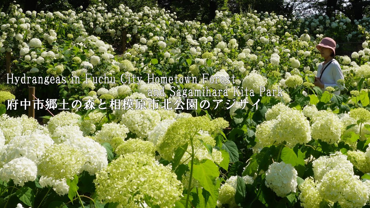 Два парка в пригороде Токио – настоящие сокровища гортензий!