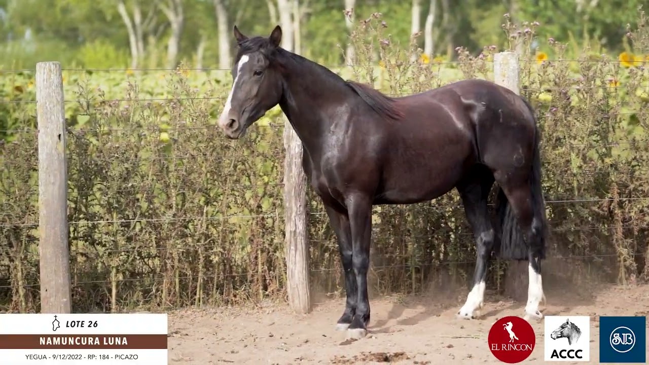 Lote 26 Namuncura Luna