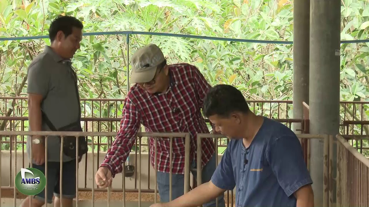 ปุ๋ยอินทรีย์จากหมูหลุม