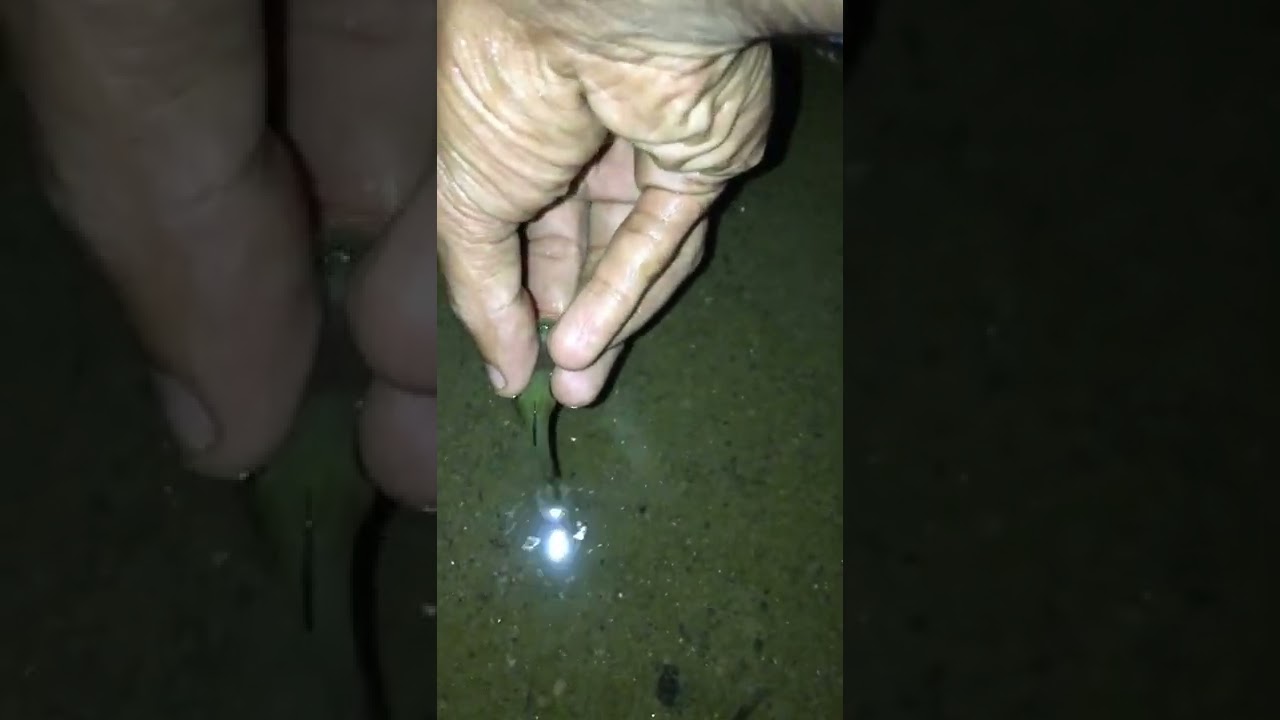 Catch and release 