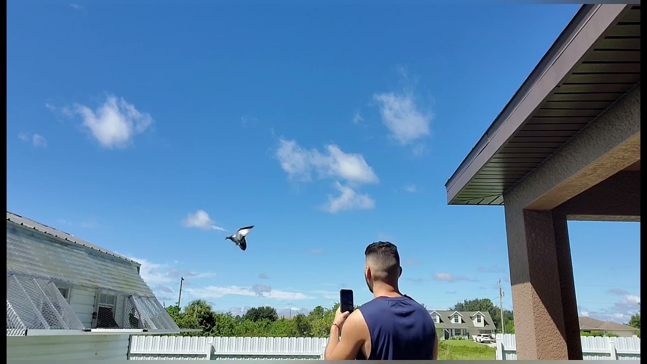 Carrera de palomas Mensajeras 102 millas en Florida