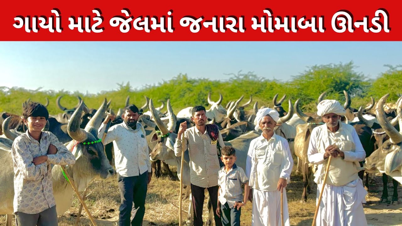 મોમાબા જેમણે ગાયો માટે ઘણા પરાક્રમો કરેલા 🔆