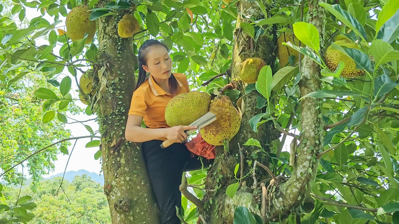Picking Sweet Jackfruit Straight from the Tree and Carrying It to the Village Market