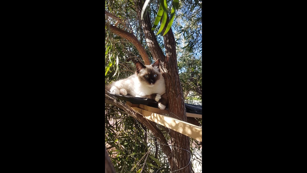 My cat lives in a 7 story tree