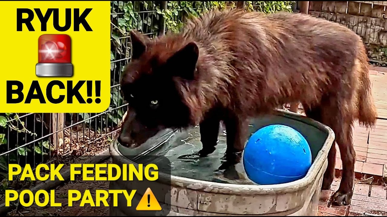 RYUK IS BACK!! - K9 Pack Feeding Pool Party