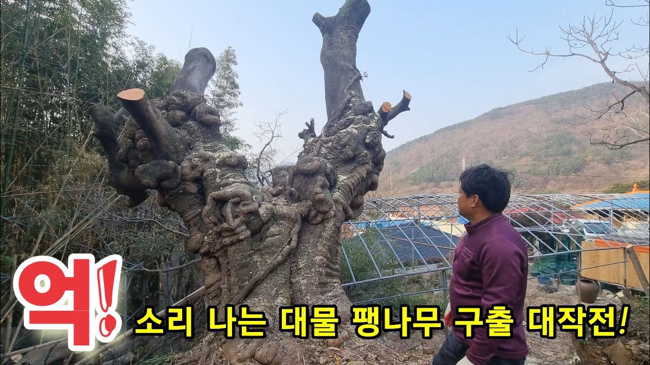 억!소리 나는 대물 팽나무 구출 대작전!ㅣ특수목ㅣ조경ㅣ임업후계자ㅣ산림ㅣ꽃ㅣ소나무ㅣ향나무ㅣ백일홍ㅣ수사해당화ㅣ귀농ㅣ귀촌