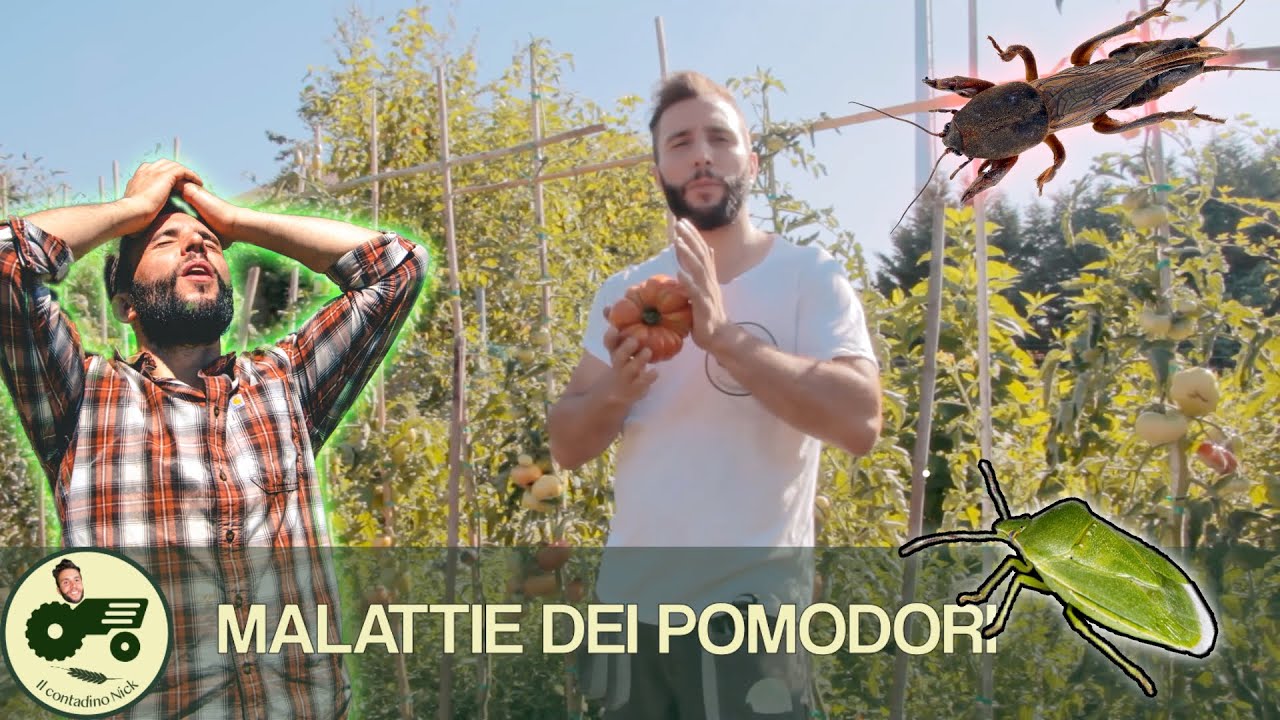 Come eliminare gli INSETTI del pomodoro? - Il contadino Nick