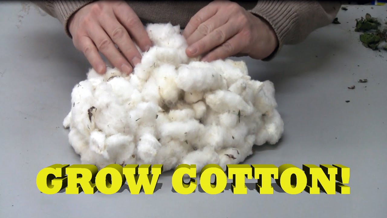Growing Cotton In Containers