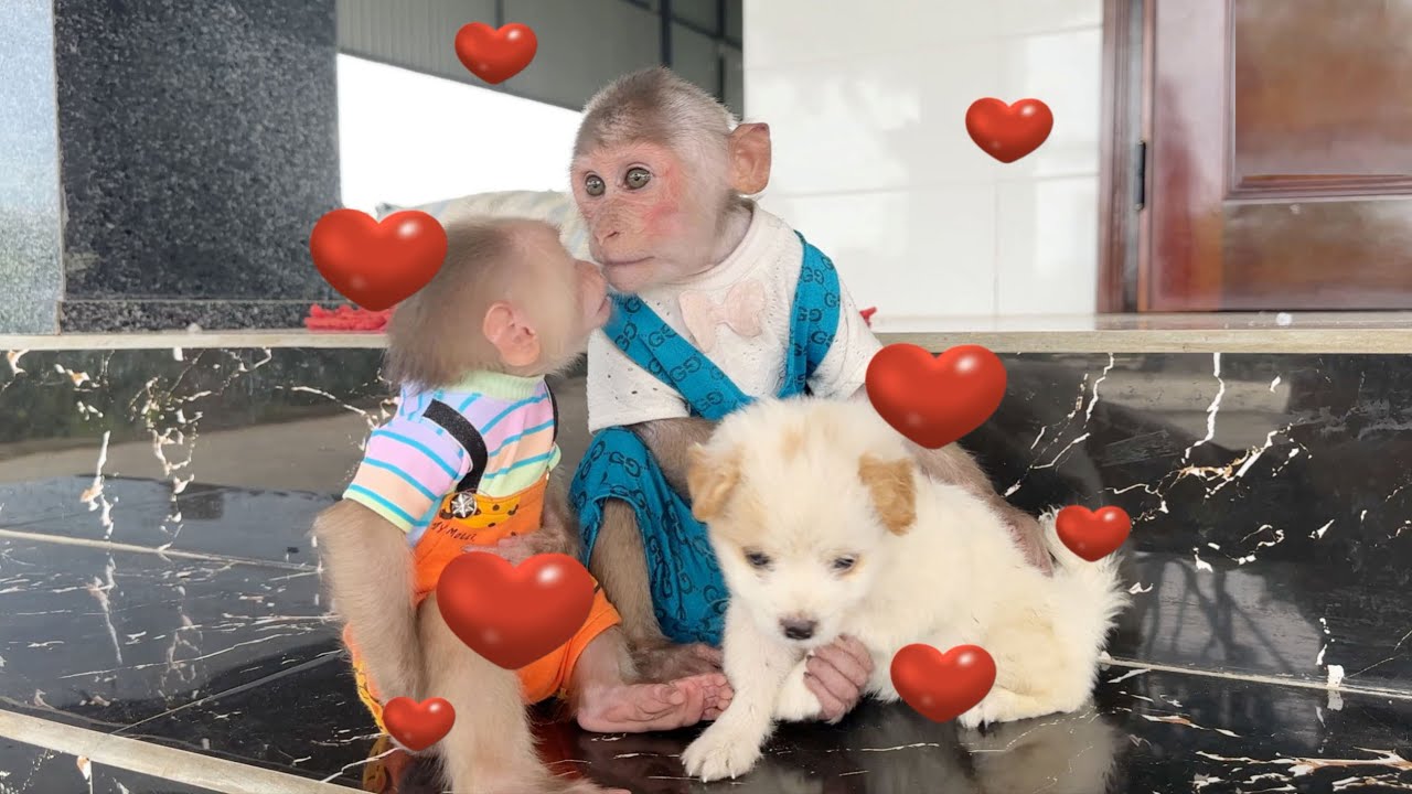 💖 Warm Moment: Little Girl ZiZi With Her Dad And Monkey SinSin