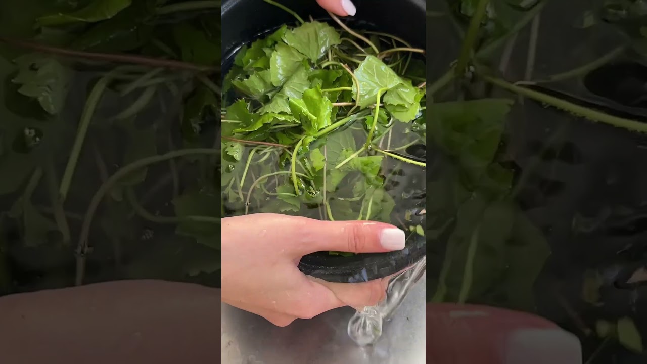 Anti-Acne / Pennywort juice/ Rau M&aacute; #vietnamesedrink #rauma #antiacne #acnetreatment #homeremedies