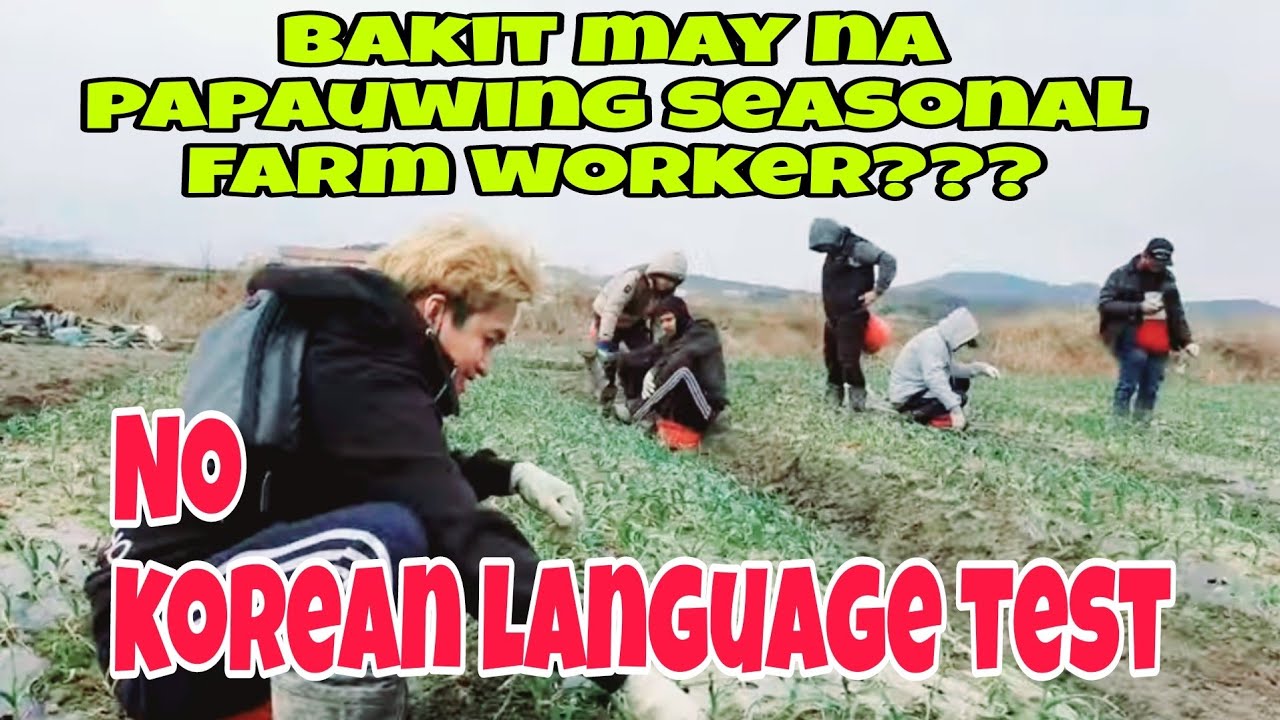 Update!!! Seasonal Farm Worker mga napauwi at umuwi #workabroad #farming #factoryworker