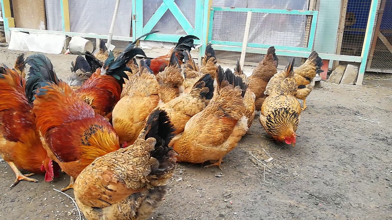 #кучинский Кучинский юбилейный Қазалы қаласы.