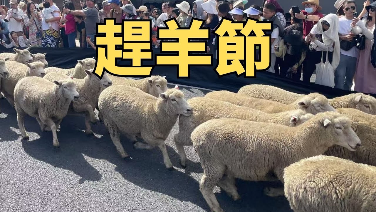 紐西蘭📍Te Kuiti｜世界羊毛之都🐑 奔跑與剪羊毛的慶典💨✂️ Vol. 102