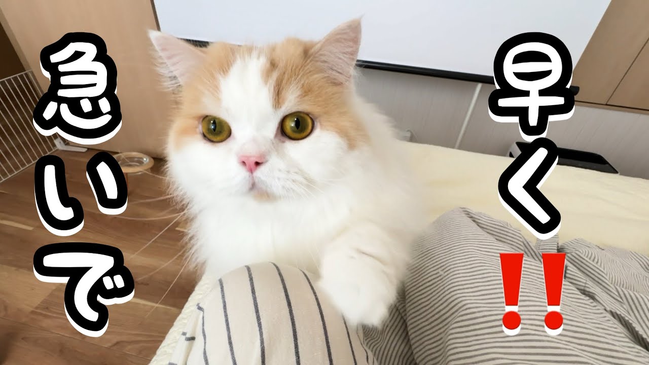 猫が慌てて呼びにきたのでついて行くと犬が大変なことになっていました