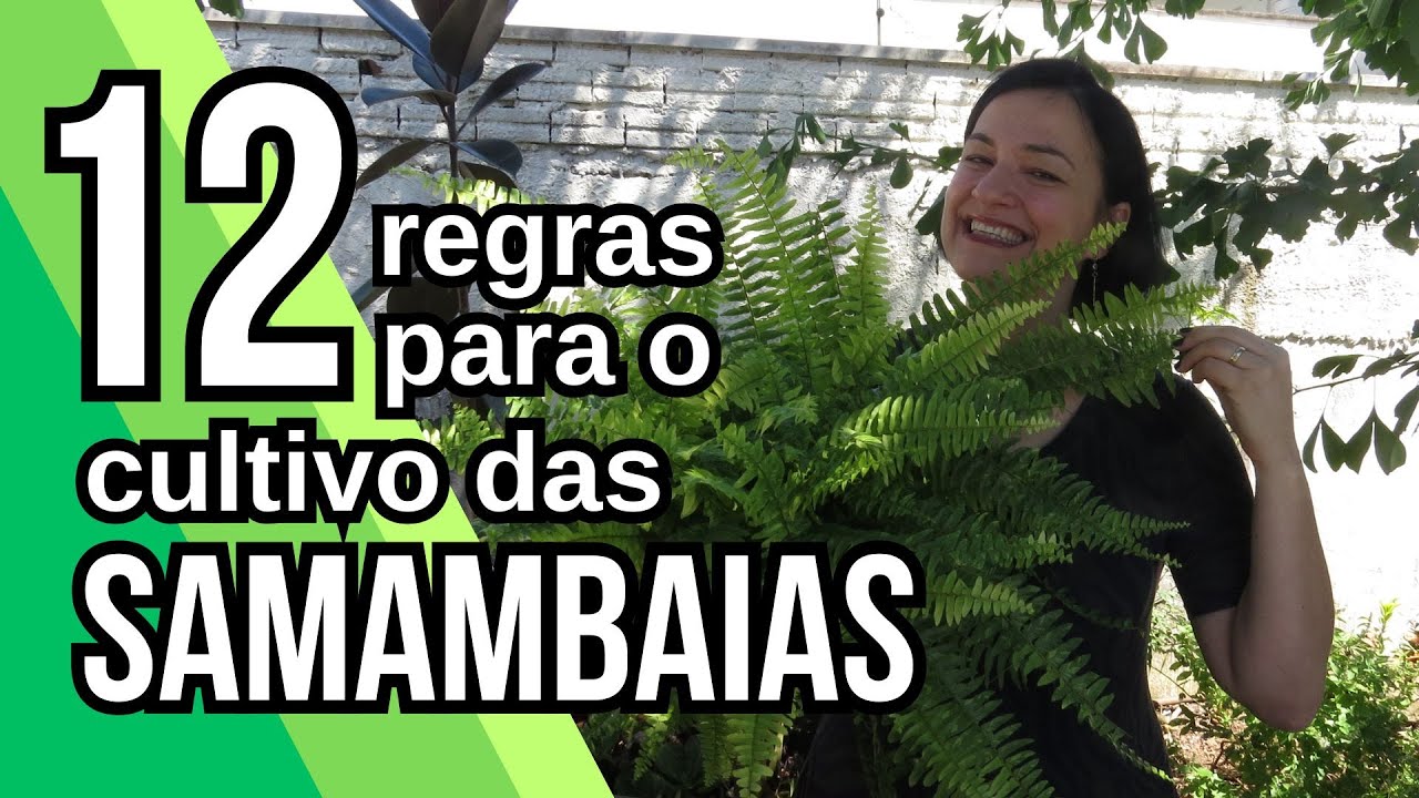 Como cuidar de SAMAMBAIAS - 12 regras de OURO!