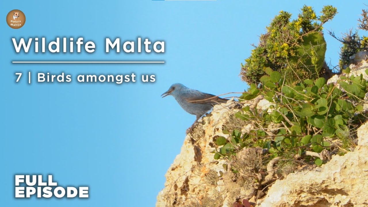 7 Full Episode | Birds Amongst Us | Natura Maltija | Wildlife Malta (Season 2)