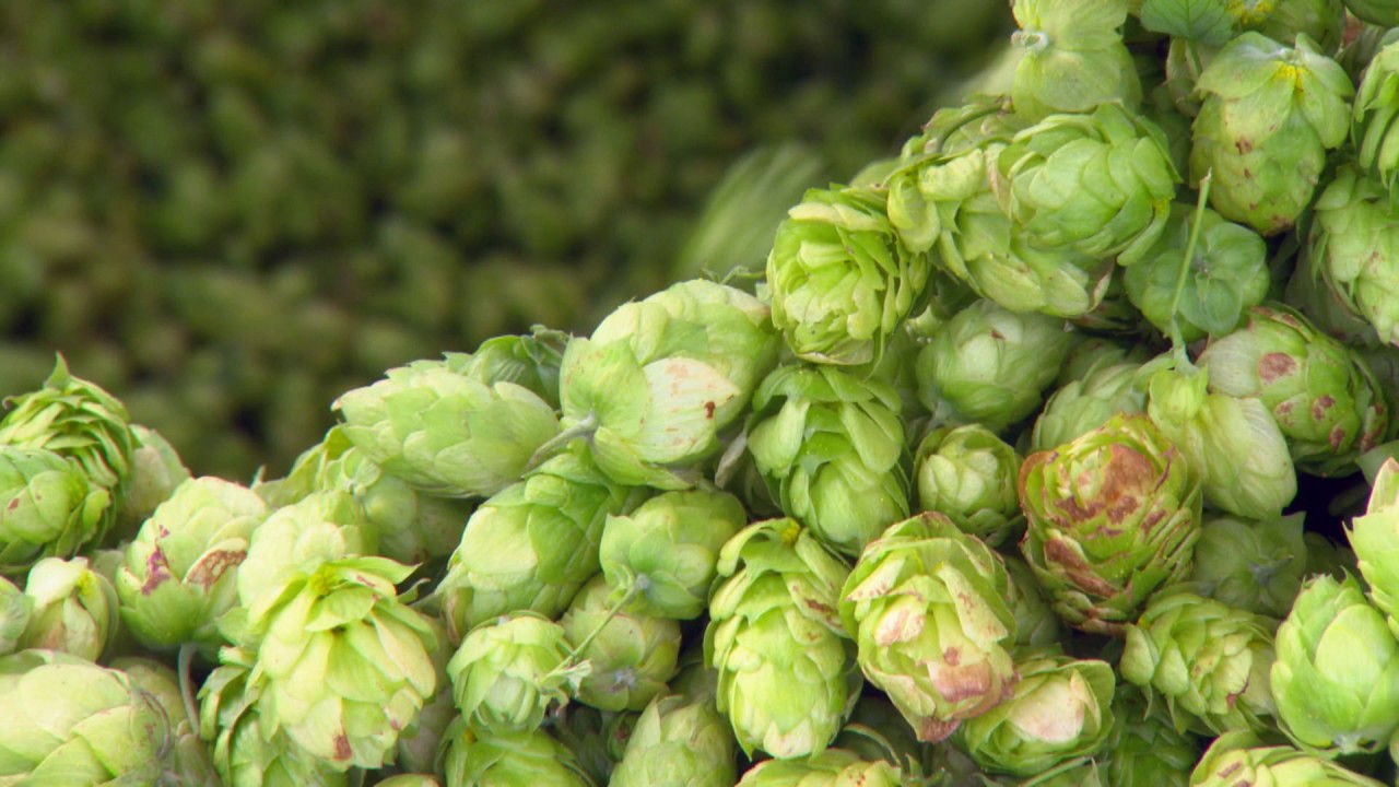 Peter Lines and NZ Hops