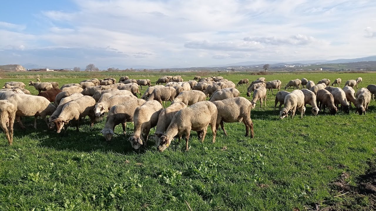 REYGRAS OTU ~SÜRÜ YAYILIMI