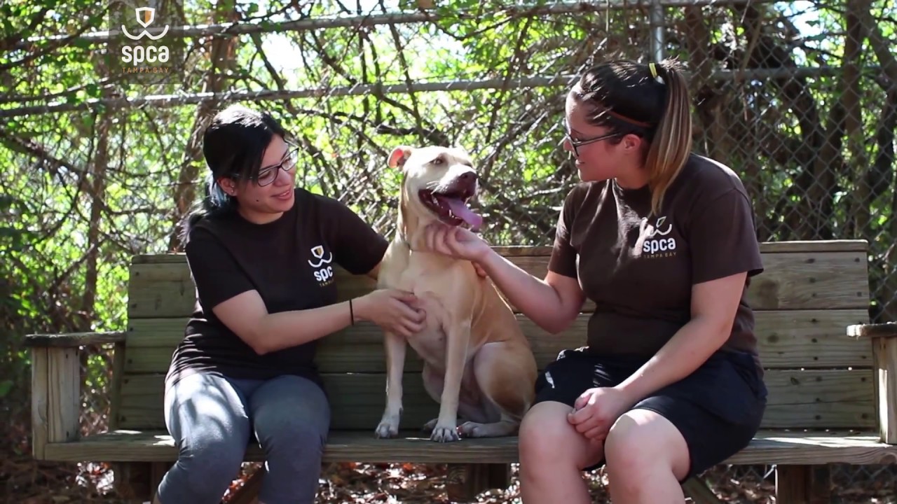 6-year-old Shyla needs a new home