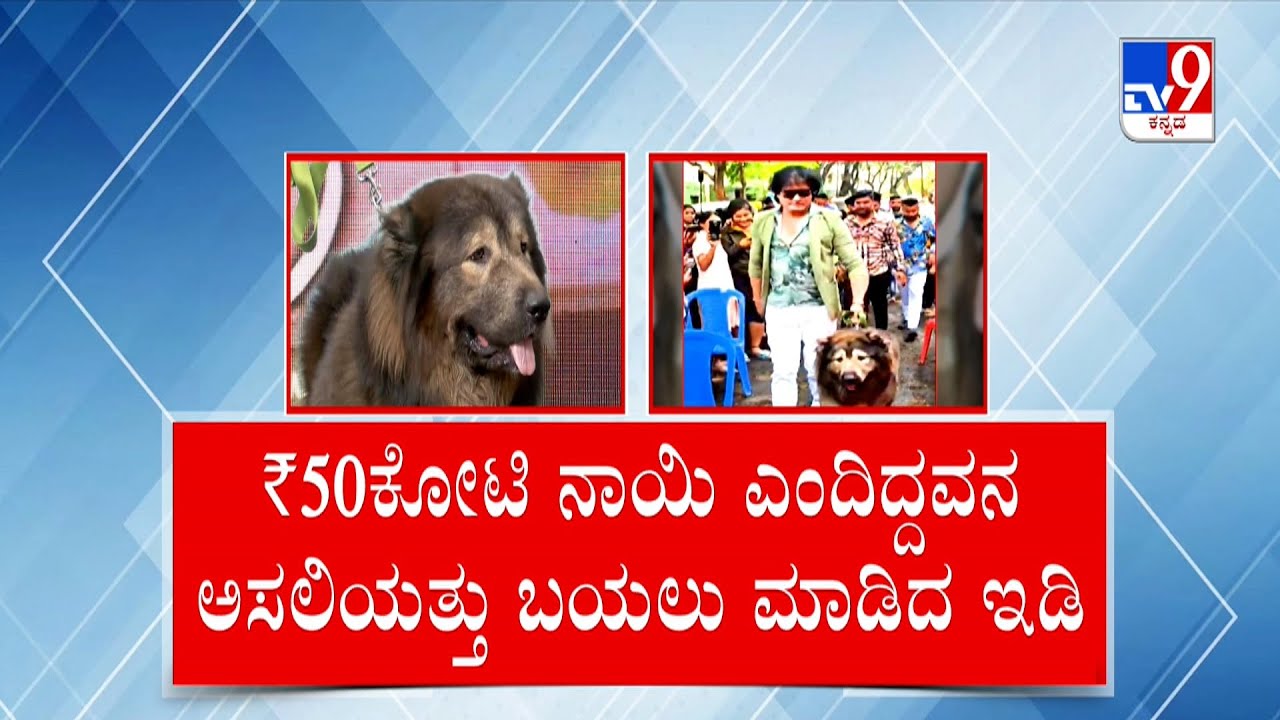 ED Raids Bengaluru Dog Breeder Who Claimed To Own ₹ 50cr Canine: 50 ಕೋಟಿ ನಾಯಿ ಅಲ್ಲ ಅನ್ನೋದನ್ನು ಬಯಲು