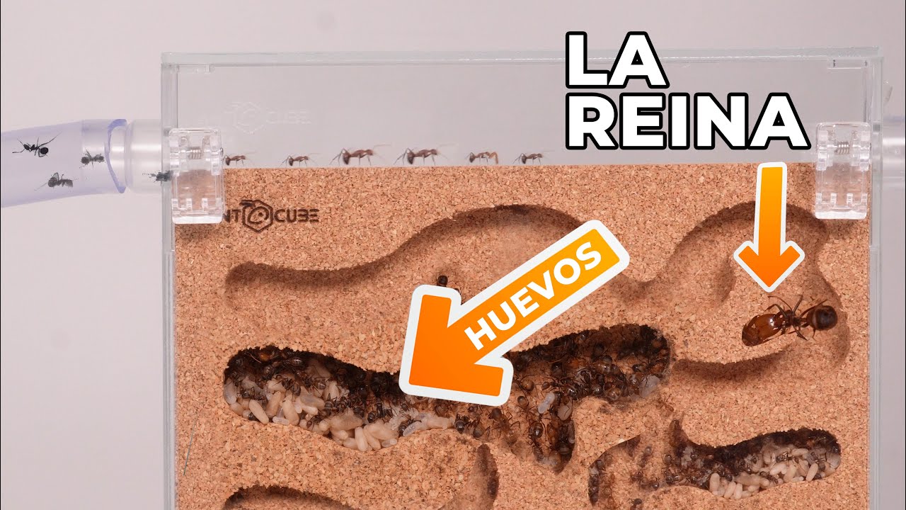 Compré Hormigueros por Internet 😱 Así han crecido mis hormigas en 3 meses.