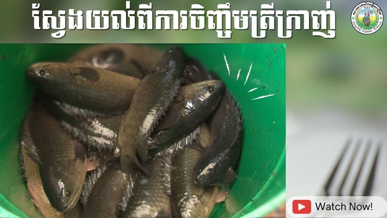 Agriculture នាទីកសិកម្ម I ការចិញ្ចឹមត្រីក្រាញ់