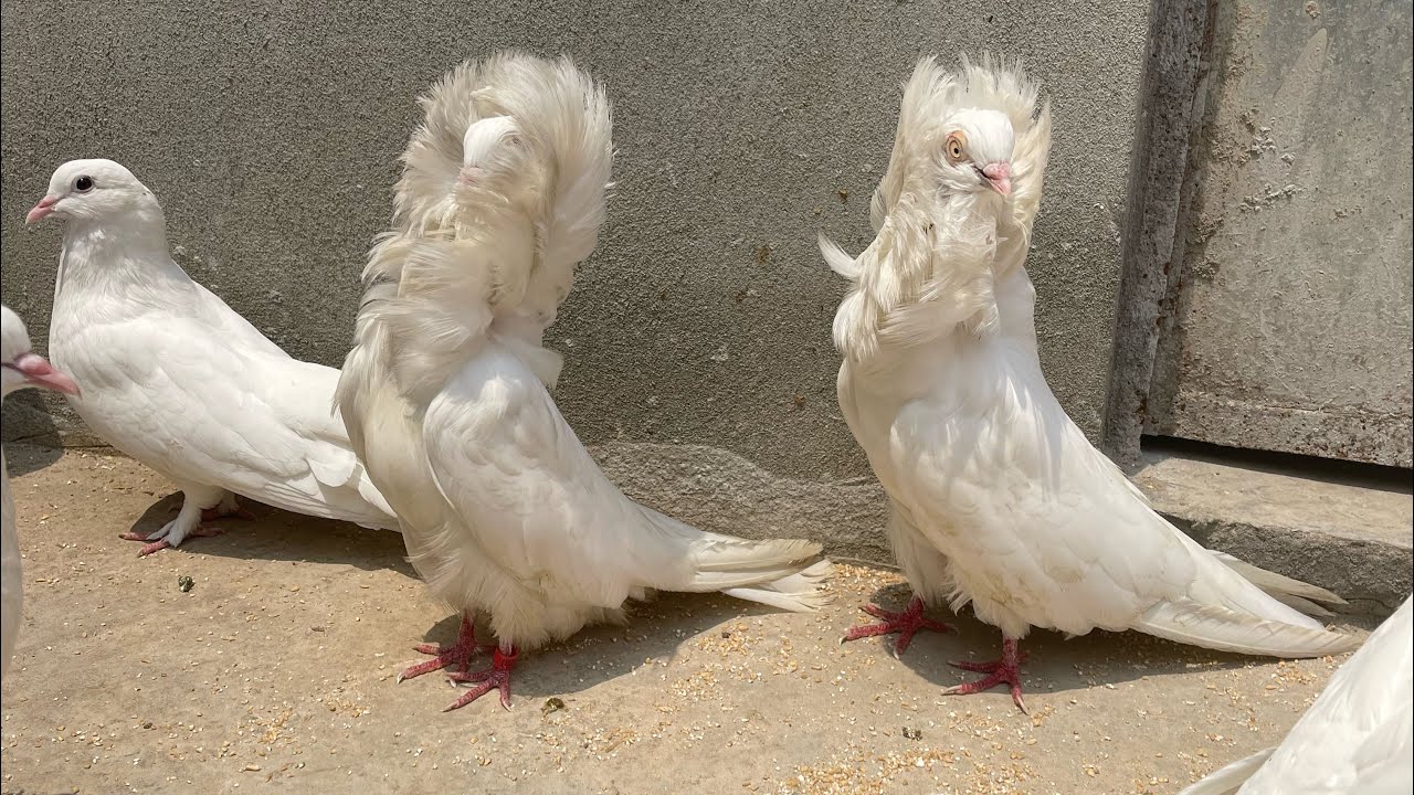 new pigeon aay farm py