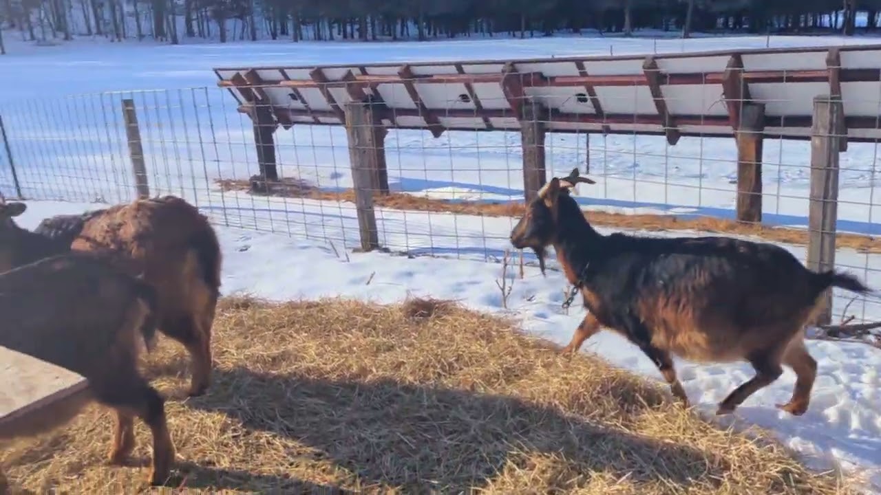San Clemente Island goats at the Liminal Farmstead 