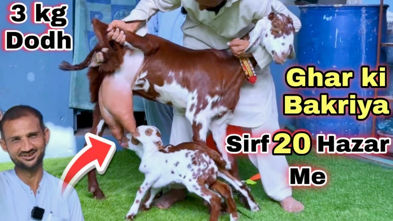 Ghar Me Karachi Ki Sasti Bacho & Dodh Wali Bakriyon Ki Mandi😍 Nana Goat Farm | Lalukhet Bakra Mandi 