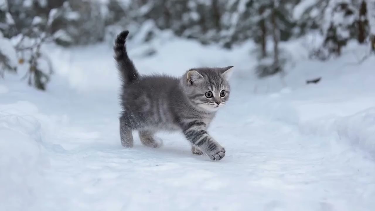 Екатерина Каретникова «Зимняя сказка»