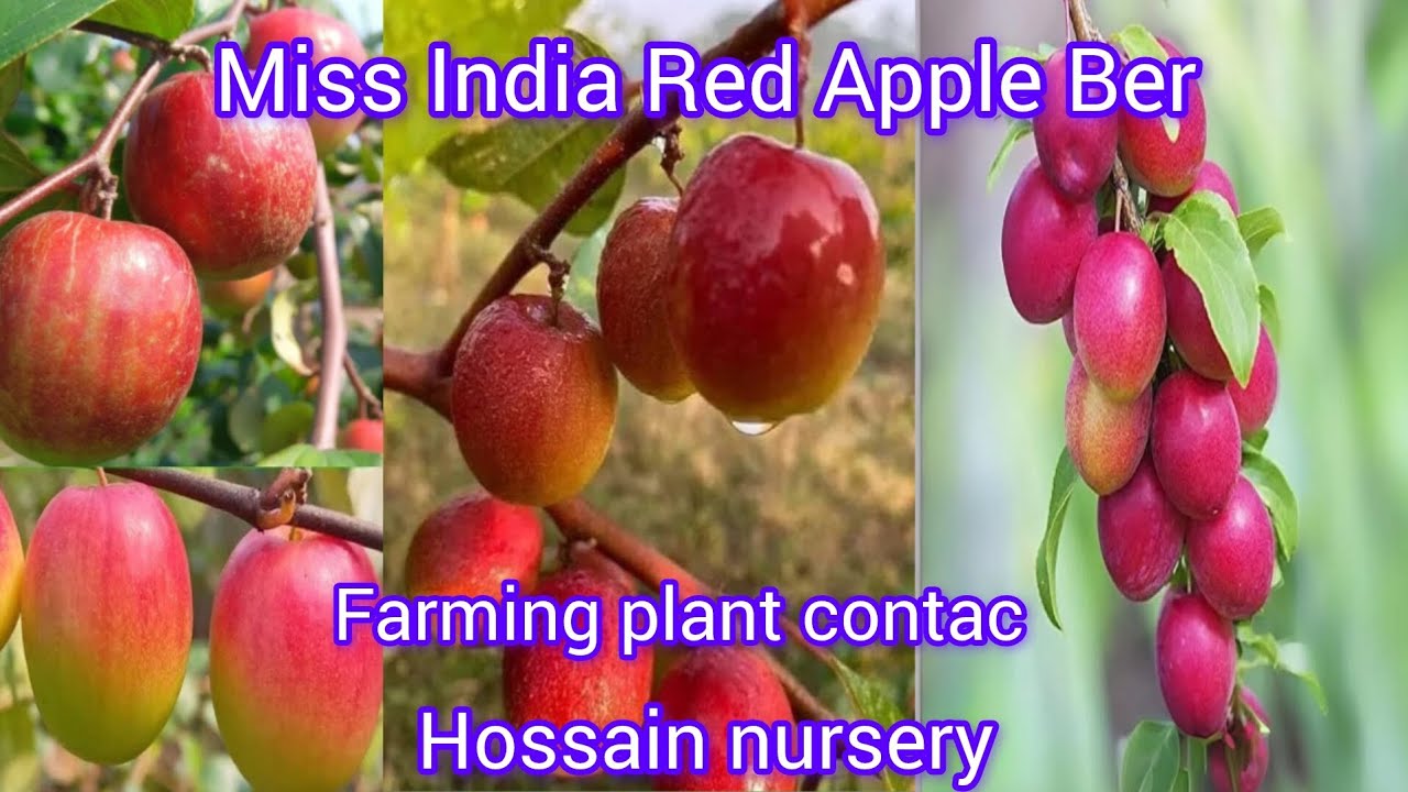 Miss India Red Apple Ber farming plant contact Hossain nursery,8348144883