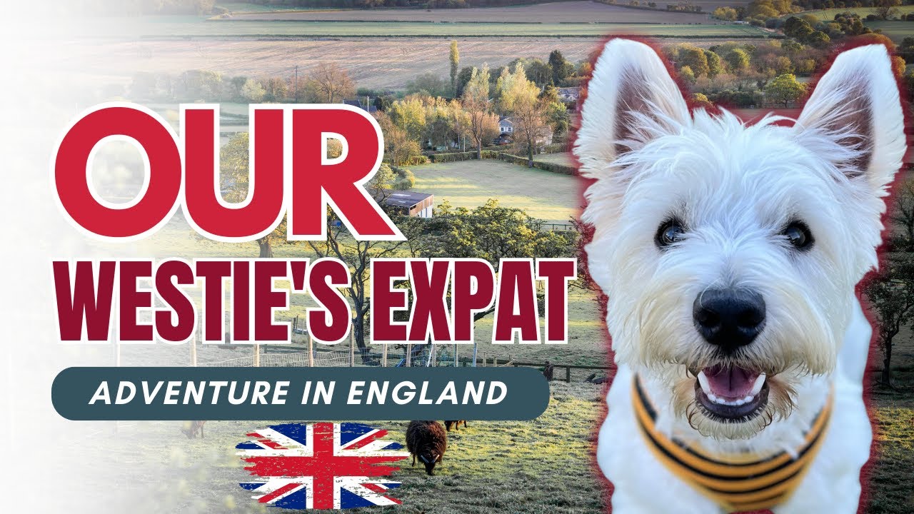 Our Westie Journey Continues! The Sequel is Here! 😍