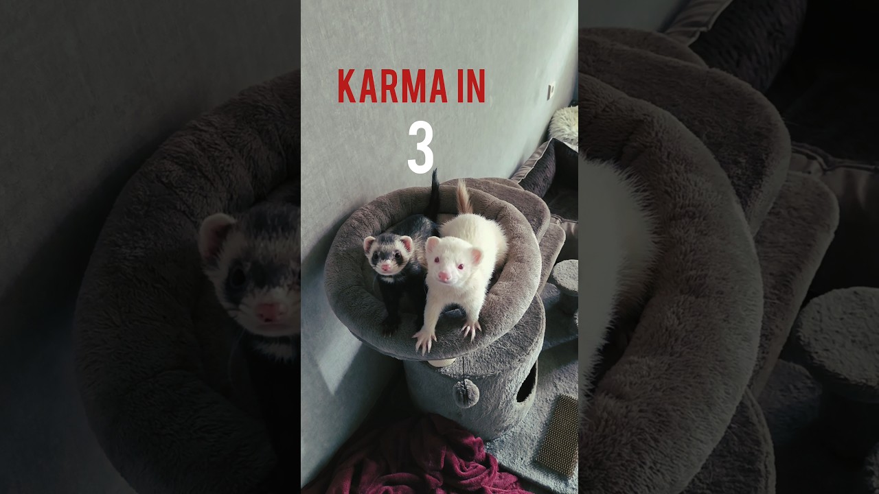 Karma 😋❤️#pets #ferret #karma
