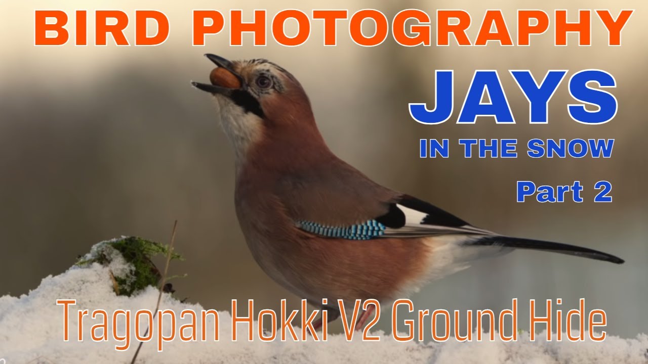 BIRD PHOTOGRAPHY-HOW TO- JAYS IN THE SNOW Pt.2