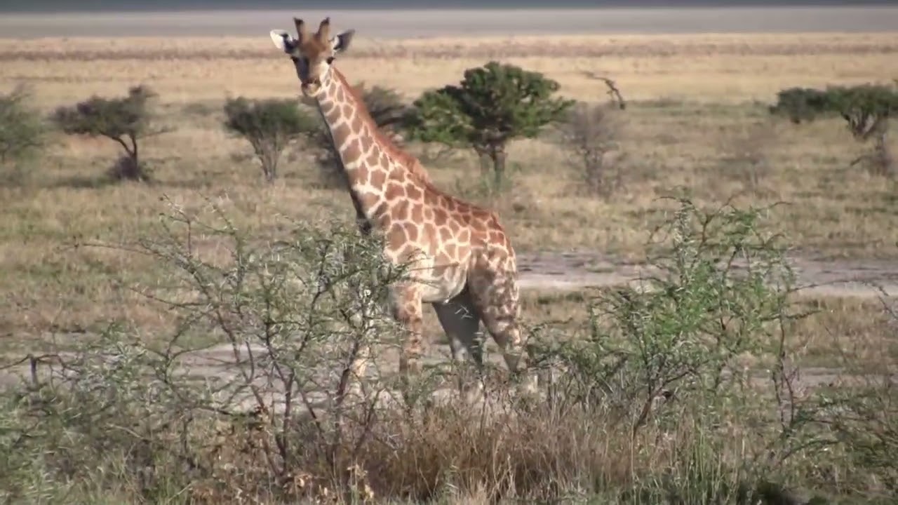 2011 14 etosha chobe movie