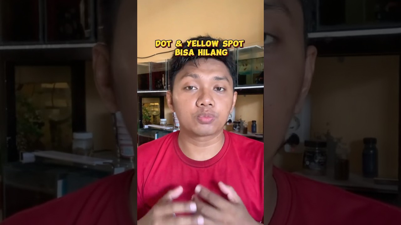Fakta Dot dan Yellow Spot Channa Blue Pulchra 