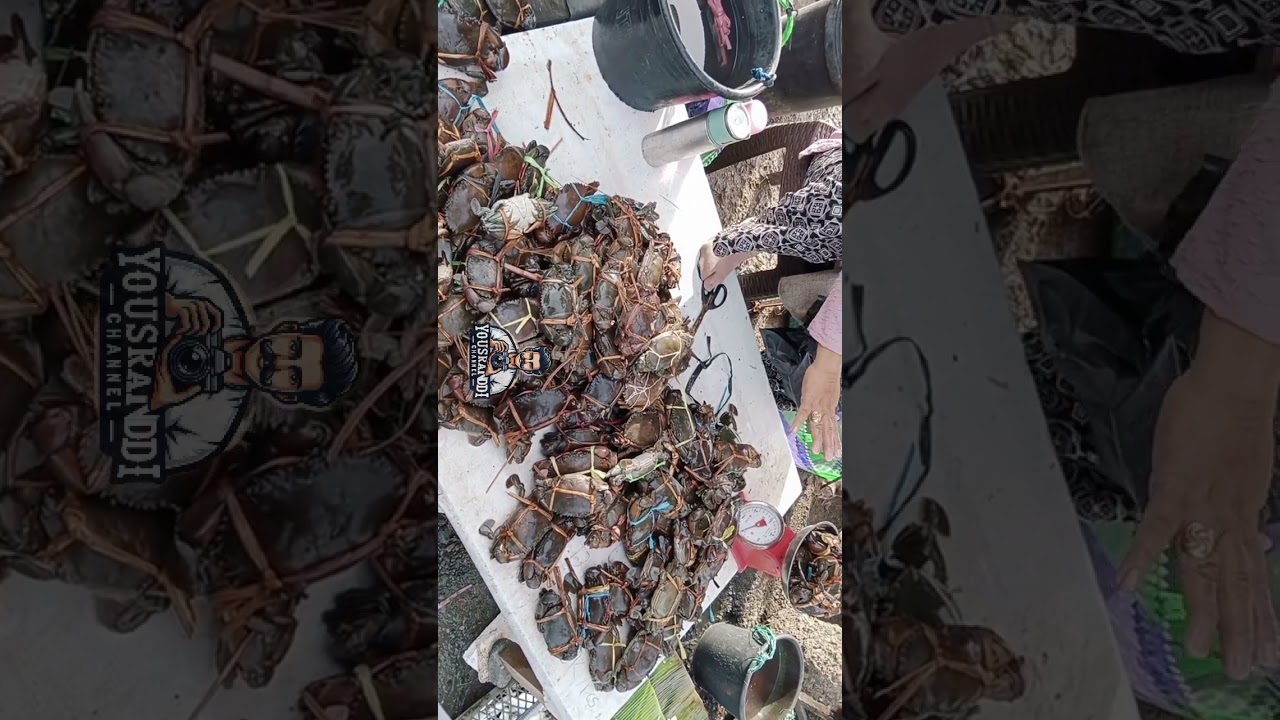 Kepiting Segar Melimpah di TPI Palopo