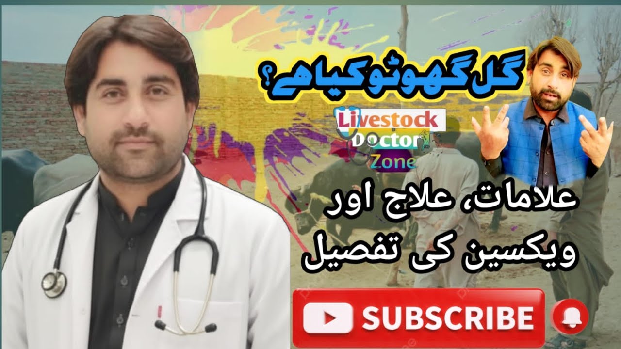 Gul ghoto vaccine Kia Hai ?#vetdoctor #Hsvaccine #Coolseason #animals #Gulghoto #livestocktips