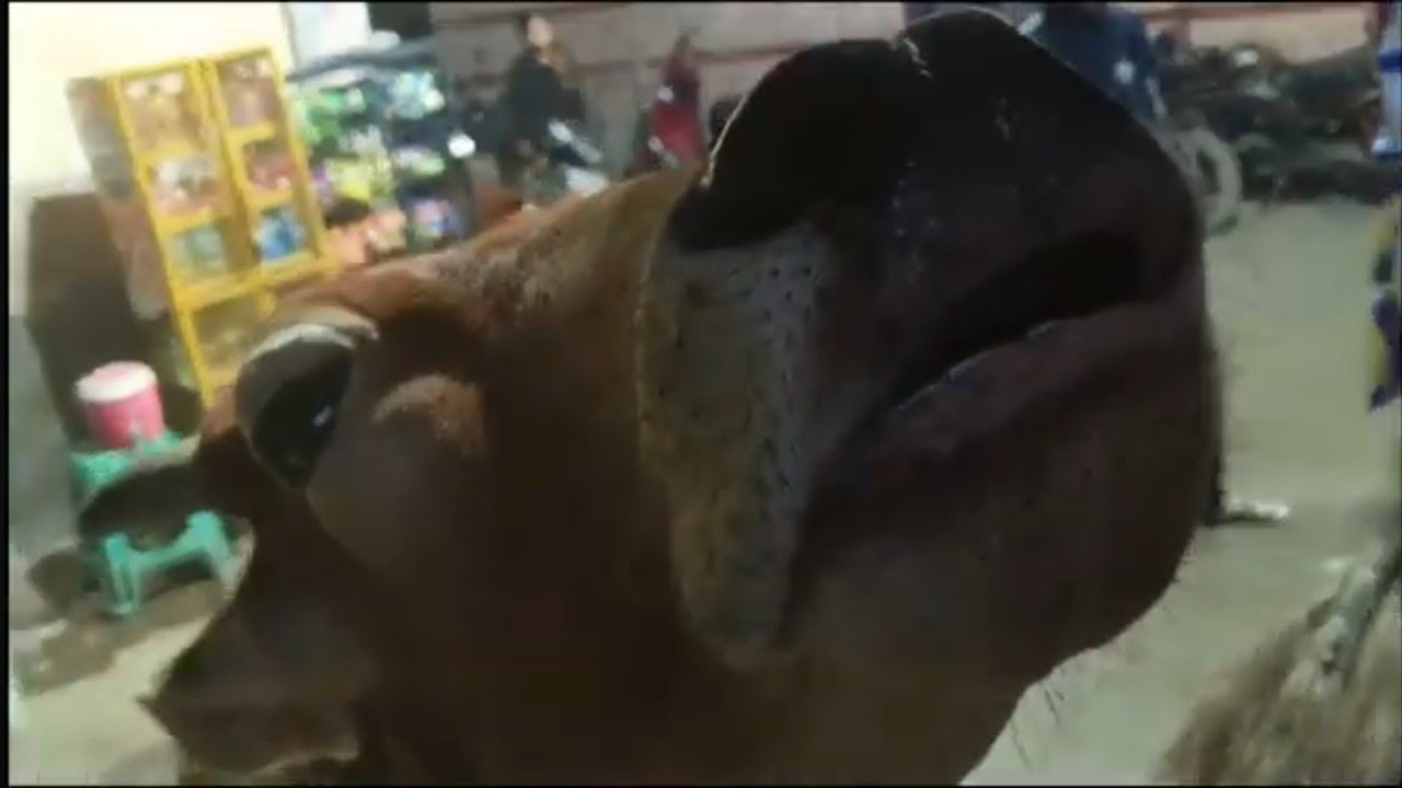 गाय की मुस्कुराहट देखकर मन खुश हो गया 🐄🫡🤗 #videoblog #newvlog 
