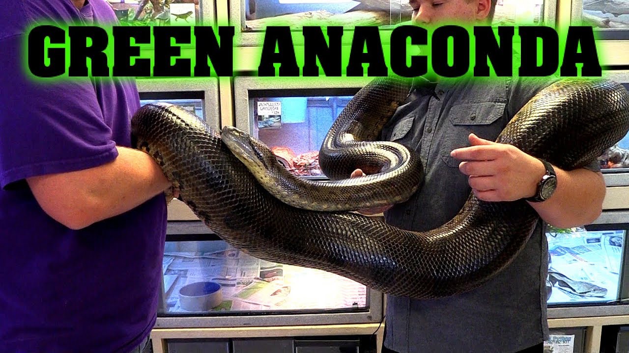 Tails & Scales reptile shop!!!